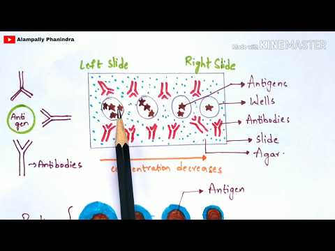 Radial immunodiffusion Immunotechnology Bio science