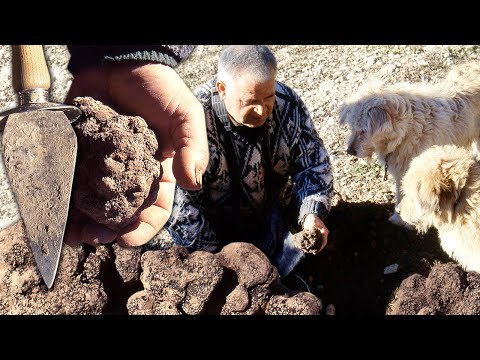 El TRUFERO y sus PERROS en acción. Caza de la TRUFA bajo tierra para degustar el preciado ORO NEGRO