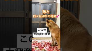 飼い主が大好きすぎる犬 / 飼い主大好き のサムネイル