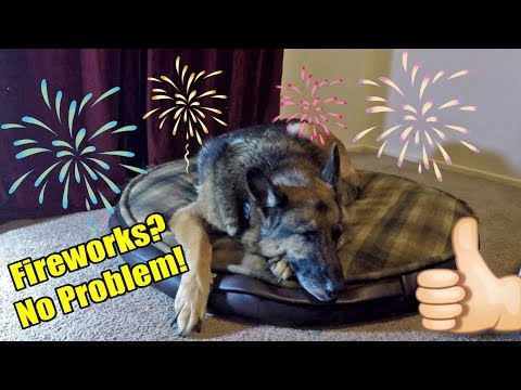 Keeping Your Dog Safe and Calm During Firework Festivities