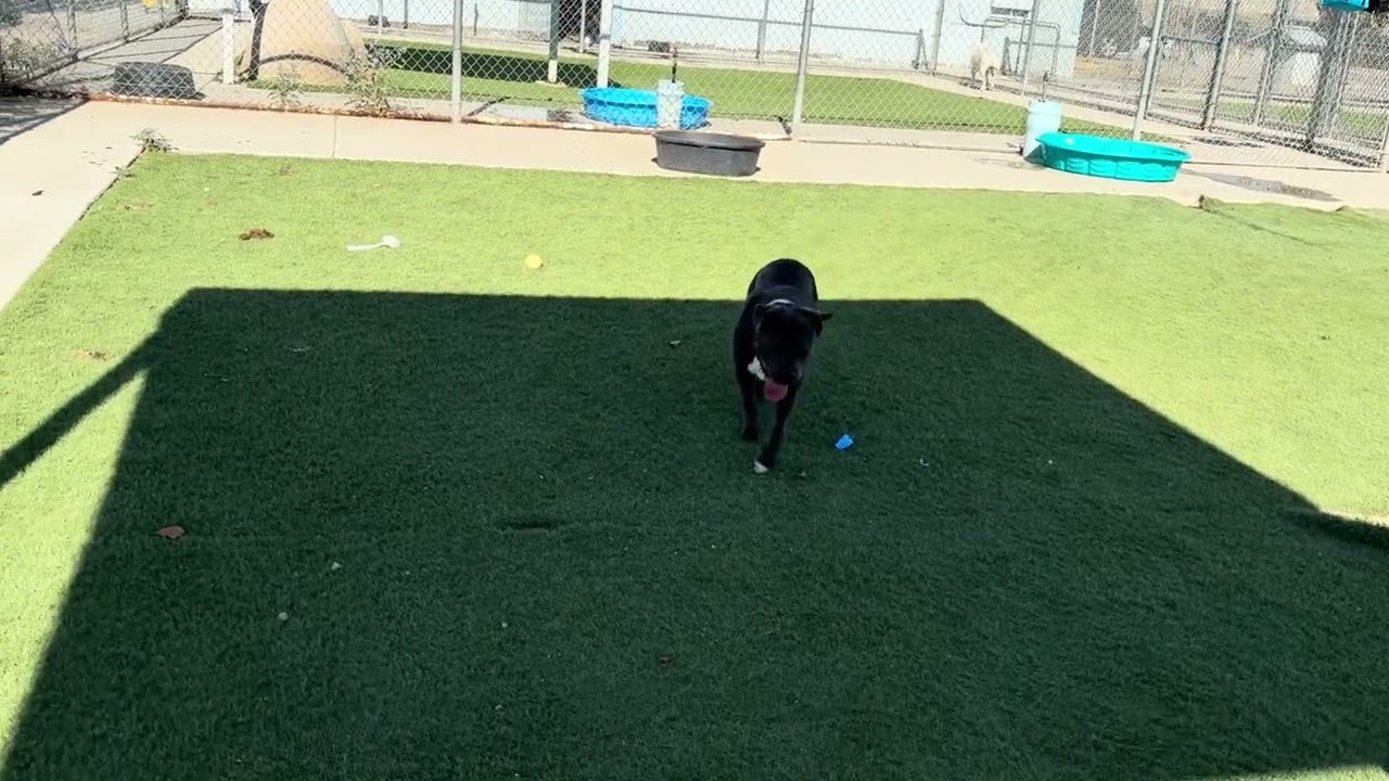 VELMA, a ADOPTABLE mixed breed in Wasco, CA video 5/5