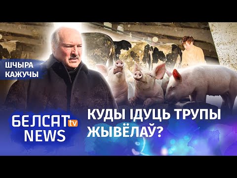 Are there any wise investments in the Belarusian agriculture: how do people and animals survive in the countryside?