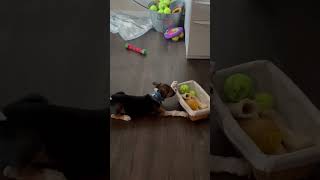 Video preview image #1 Beagle-Unknown Mix Puppy For Sale in MECHANICSBURG, PA, USA