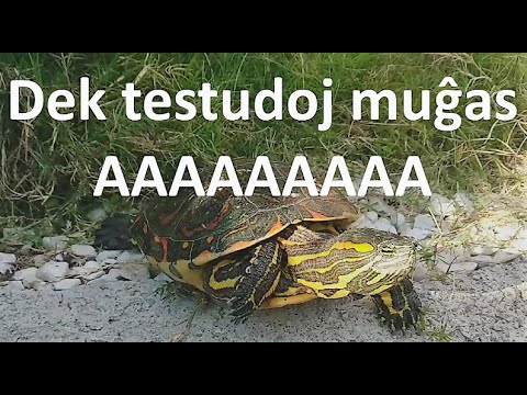 Dek testudoj (Testuda versio de Dek bovinoj)
