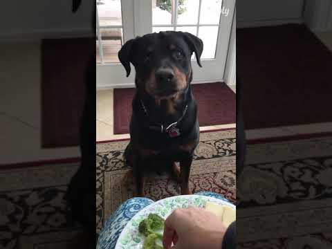 A Dog Wants to eat cheese