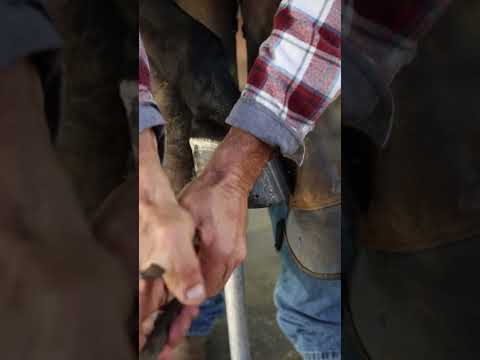 How to Clinch Horseshoe Nails