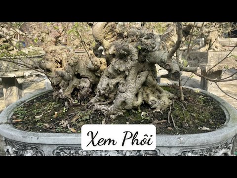 Vườn anh Tuấn 11.2022 xem phôi 0985386888