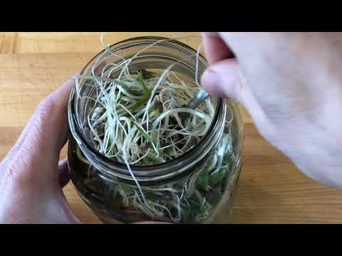 How To Grow Mung Bean Sprouts In A Mason Jar