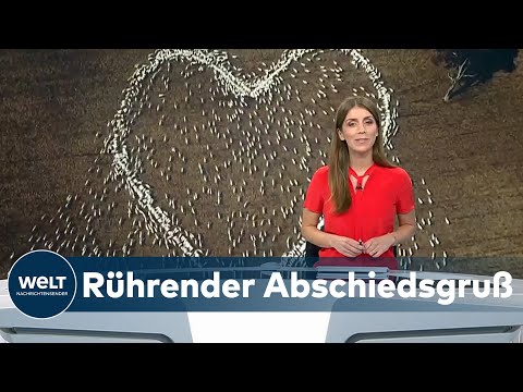 , title : '♥ Rührender Abschiedsgruß: SCHAFE treten in HERZFORM an - Farmer filmt'