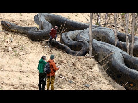 image-What is the biggest snake ever recorded?