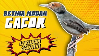 Download lagu How to care for a female wren so that it sings quickly mp3 Download lagu How to care for a female wren so that it sings quickly mp3