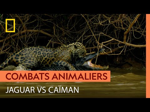 Quand le prédateur devient la proie : jaguar vs caïman