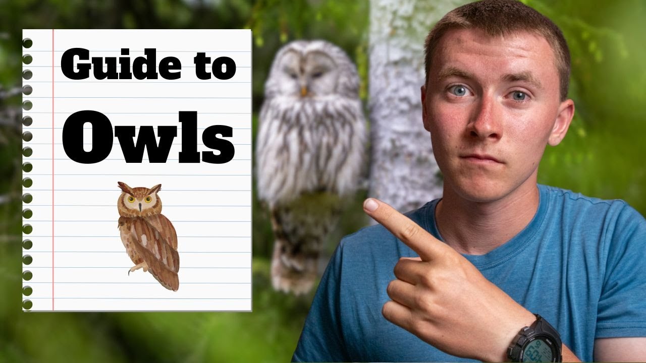 How To Find Every Owl In The US And Canada