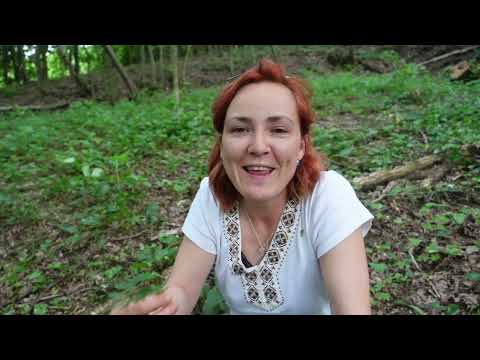 Prava Lazarkinja i razlog zašto je biljka za podizanje energije 🌱