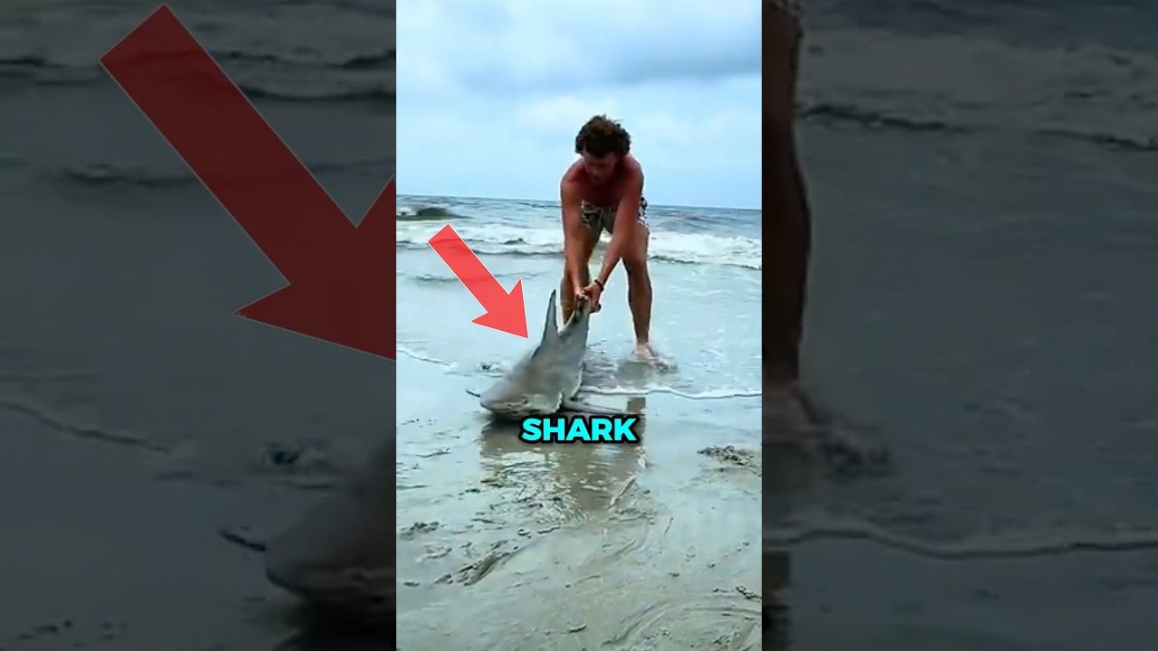 Viral SHARK Save 🦈