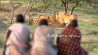 BBC - Men stealing meat from lions.