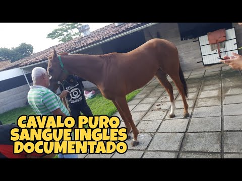 CAVALO PURO SANGUE INGLÊS DOCUMENTADO A VENDA 10/06/2021