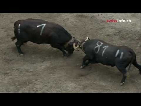 Ce fotbal sau tenis? Elveţienii sunt fascinaţi de luptele cu văcuţe