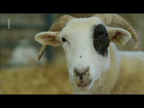 Das verborgene Leben der Bauernhoftiere 1/4 - Frühling – Erste Gehversuche