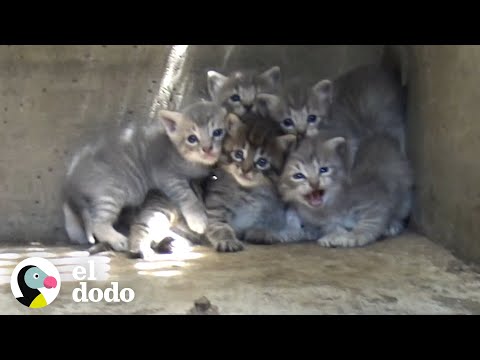 Kittens rescued from a sewer | The Dodo