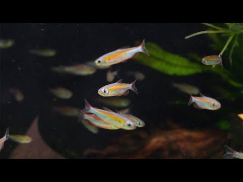 Feuerroter Kongosalmler - Phenacogrammus spec. fantastique