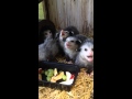 Mira como comen estos bebés zarigüeya rescatados 