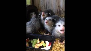 Adorable Baby Opossums Eating Fruit