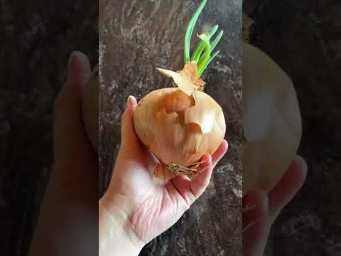 how to grow onions from onions