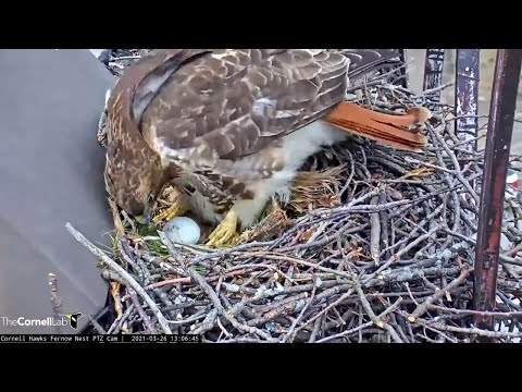 Big Red Lays First Egg in #CornellHawks Nest – March 26, 2021