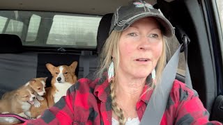 I rescued 4 Corgis from an Amish Puppy Mill