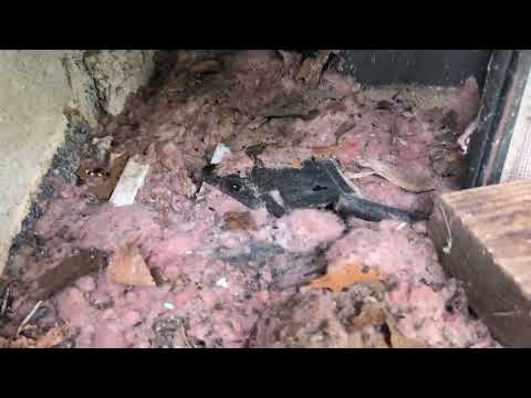 Crawl Space Insulation Ruined Thanks to Mice in Marlboro, NJ