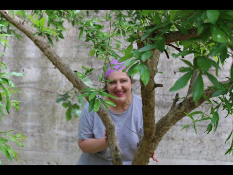 Trattamento a distanza