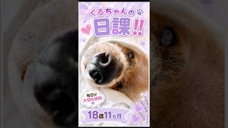 【この日課にうっとりなクルちゃん】 #トイプードル #シニア犬 #癒し #可愛い #犬のいる生活 ￼
