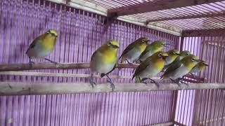 Download lagu Terapi Pleci monty ngriwik berjama'ah...dijamin langsung nyaut mp3