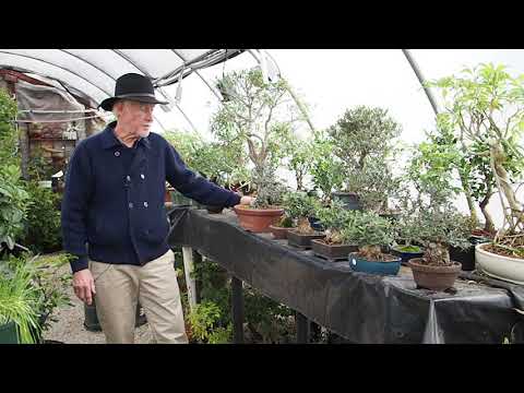 Plant City Bonsai - Winter 2020