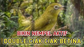 Download lagu BIKIN NEMPEL AKTIF SUARA CIAK CIAK BETINA ‼️DOUBLE CIAK CIAK RAME PANCINGAN KECIAL KUNING LOMBA mp3