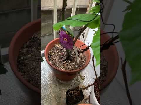 牡丹を鉢に植えて開花させるにはどうすればよいですか？  庭園