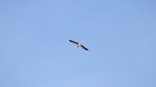 preview picture of video 'コウノトリが空を舞う　☆スイス・バーゼル郊外☆　Storch/Stork Basel-Landschaft'