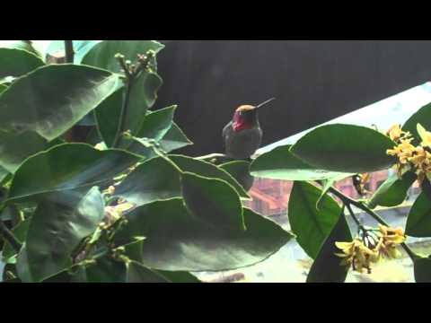 Luke the Lucifier hummingbird in our Lemon Tree Day 2