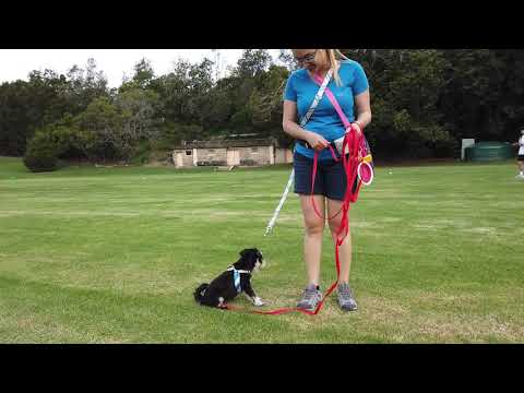 Zigfrida (Mini Schnauzer) Primrose Park, Cammeray, Dec 2020