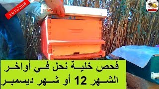 فحص خلية نحل في اواخر ديسمبر أو الشهر 12 handle bee hives in late December