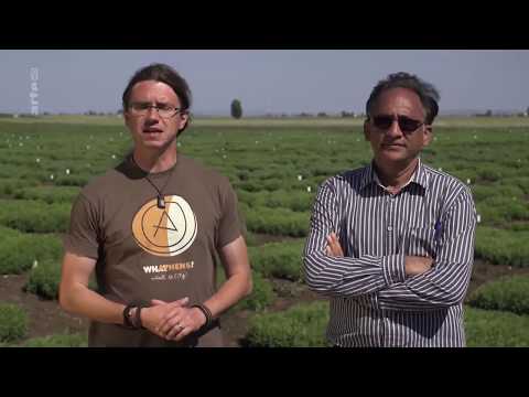 Linsen - Das Rezept gegen den Welthunger