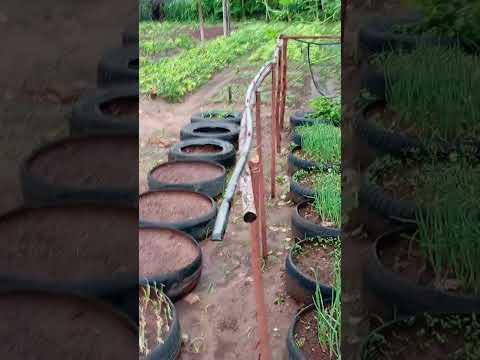 Choveu 15ml, Sítio Olho D'água, Sjrp Pb.