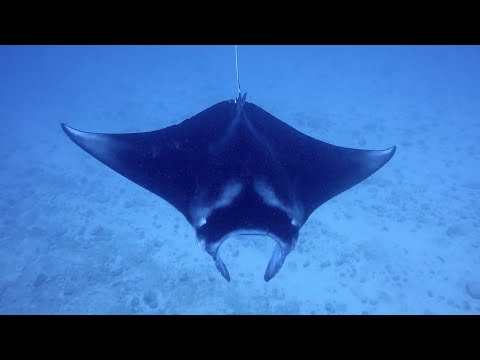 2019-12-15 - Spot aux Surfeurs - Passe de Dumbéa - Nouméa - Nouvelle Calédonie