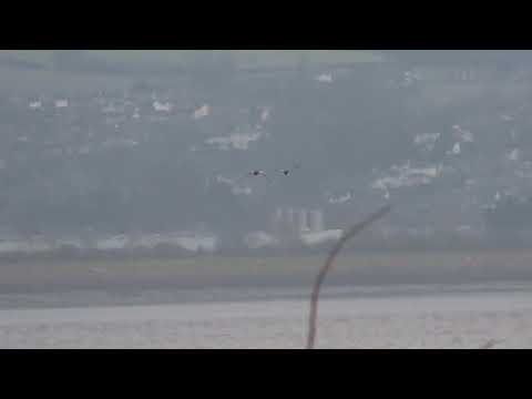 Egyptian Geese flying upriver, Oldbury Power Station, 2/2/23