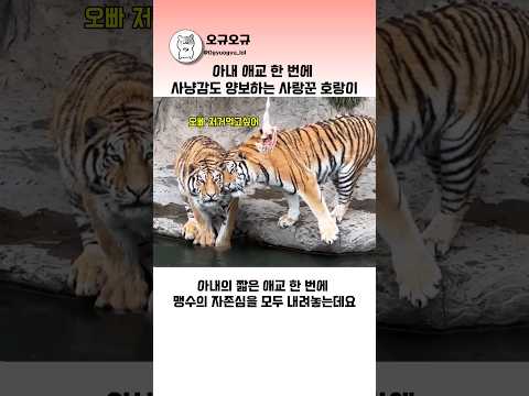 아내 애교 한 번에 사냥감도 양보하는 사랑꾼 호랑이  #사랑꾼호랑이 #호랑이부부  #호랑이