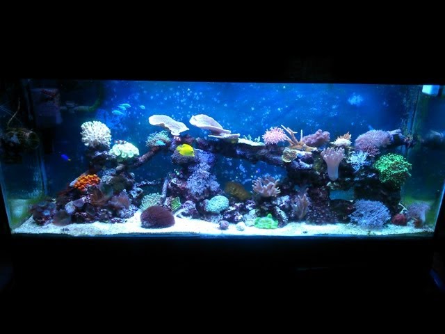 My 100g reef tank with no sump. One year on in H.D.