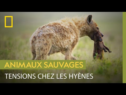 Le monde impitoyable des hyènes