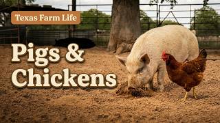 Pigs & Chickens on a Lazy Afternoon | Real Texas Farm Life 🐷🐔