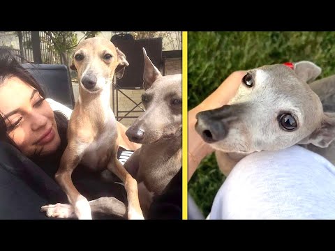 Kylie Jenner Mourns Beloved Dog Norman - YouTube